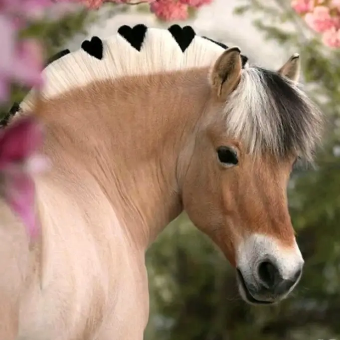 cute horse