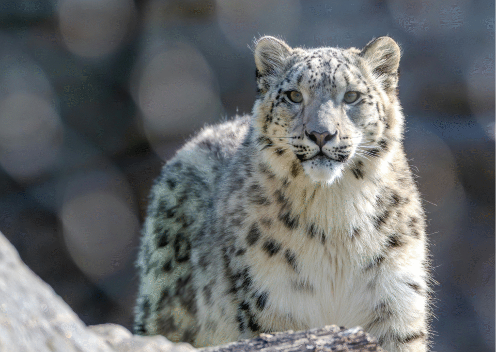 Stay cool and fierce like a snow leopard!