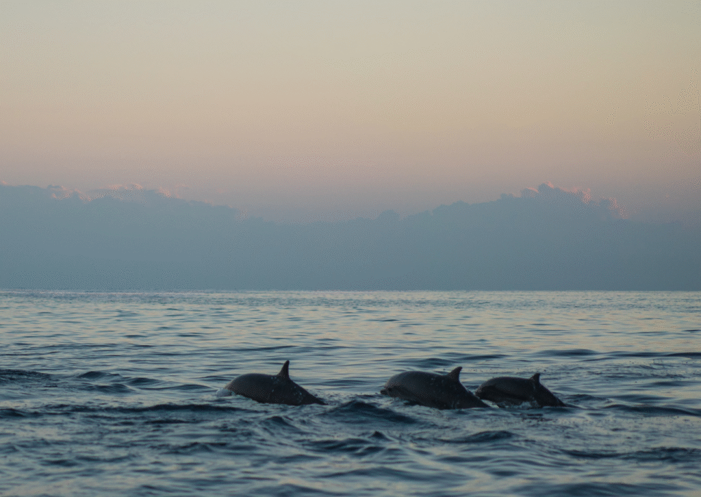 What are the ocean puns?