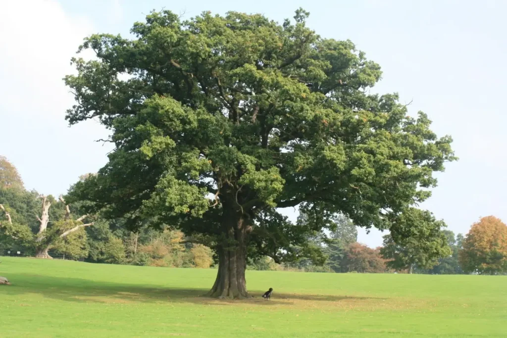 oak