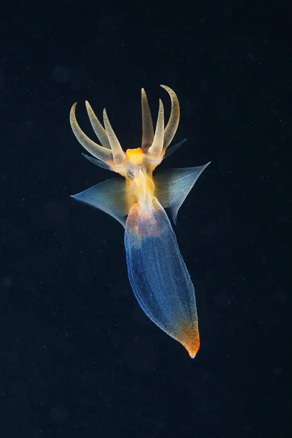 deep sea creatures