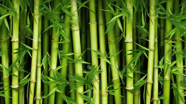 bamboo