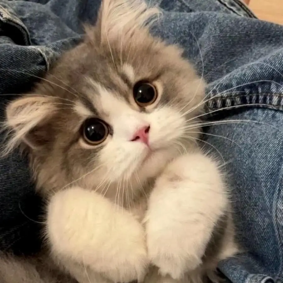 cute cat