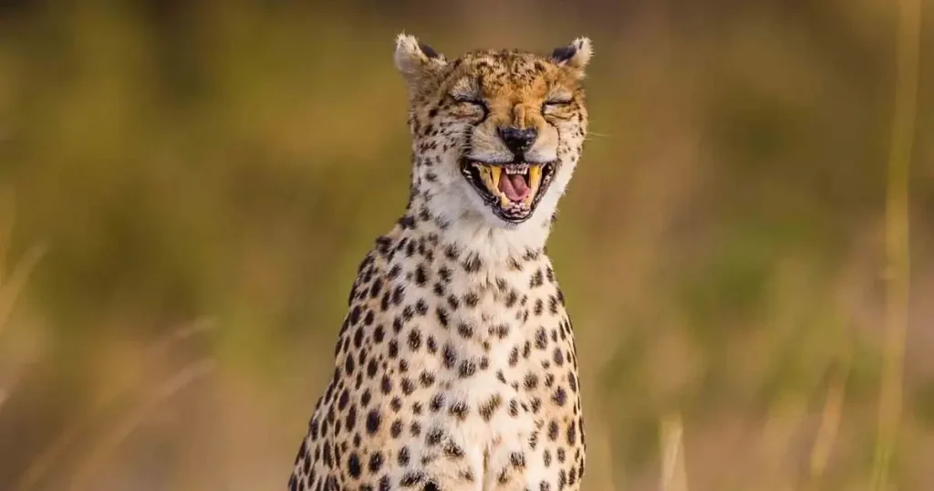 laughing cheetah