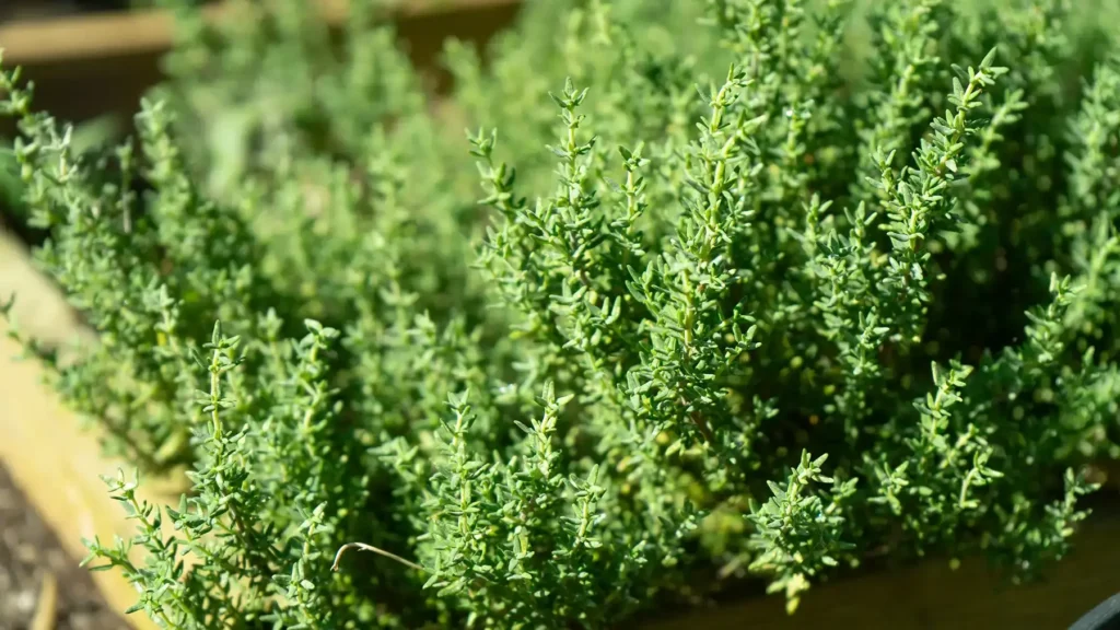 thyme