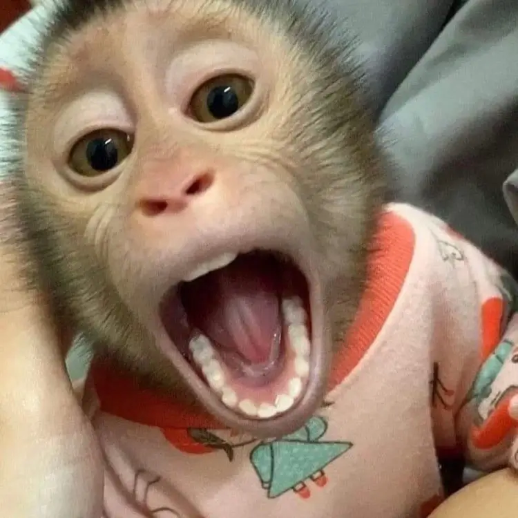 hilarious monkey