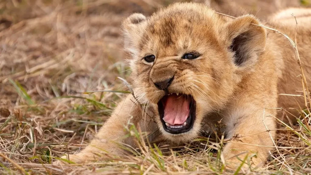 cute lion