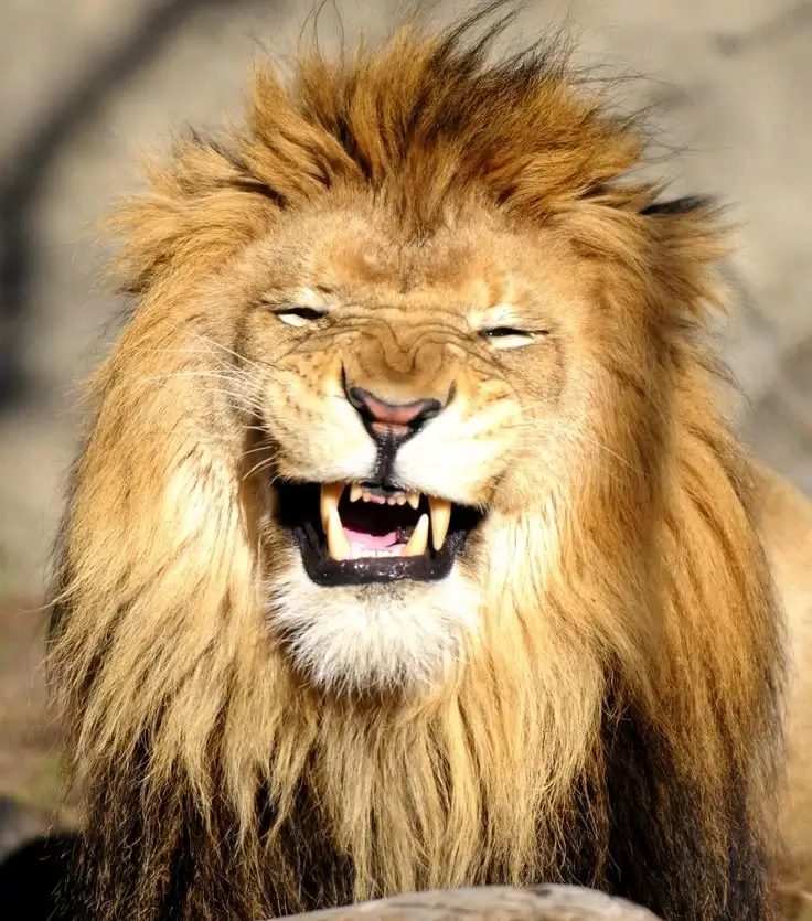 funny lion