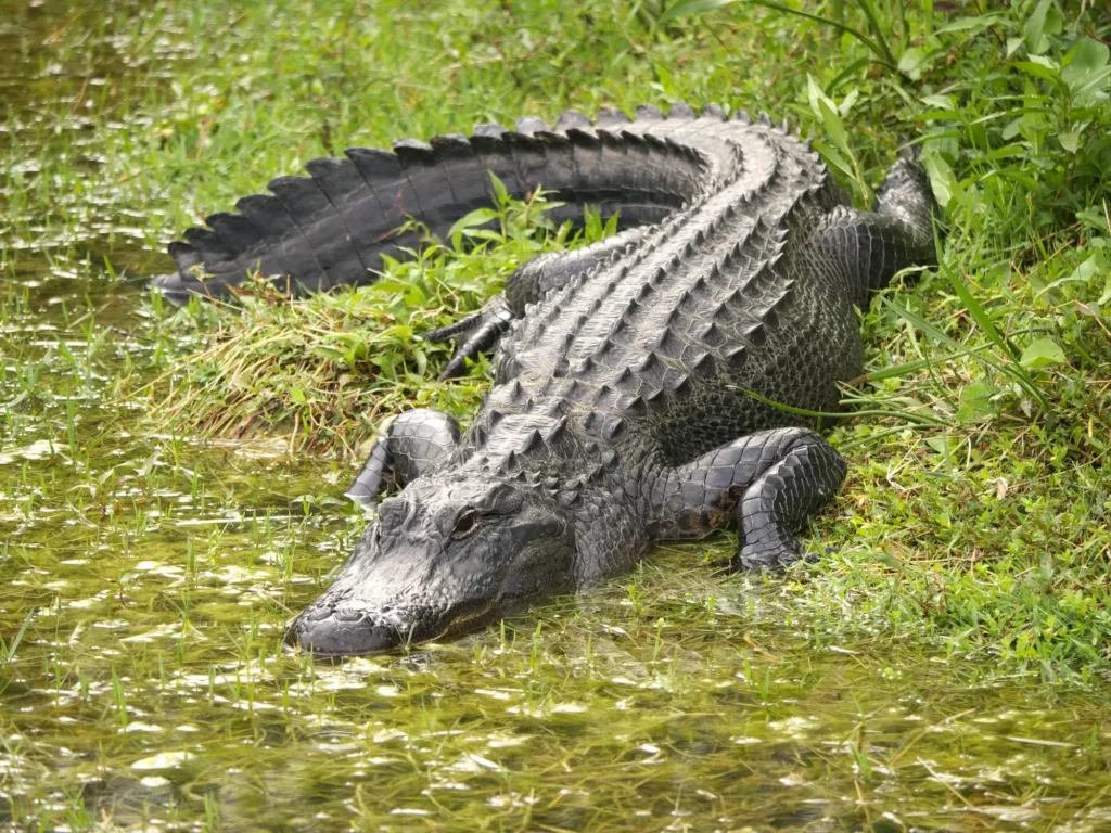 Snappy Laughs Ahead: Dive into the Best Alligator Puns That’ll Make You Gator-Grin!