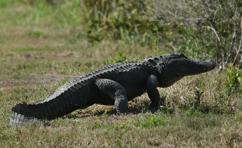 short alligator