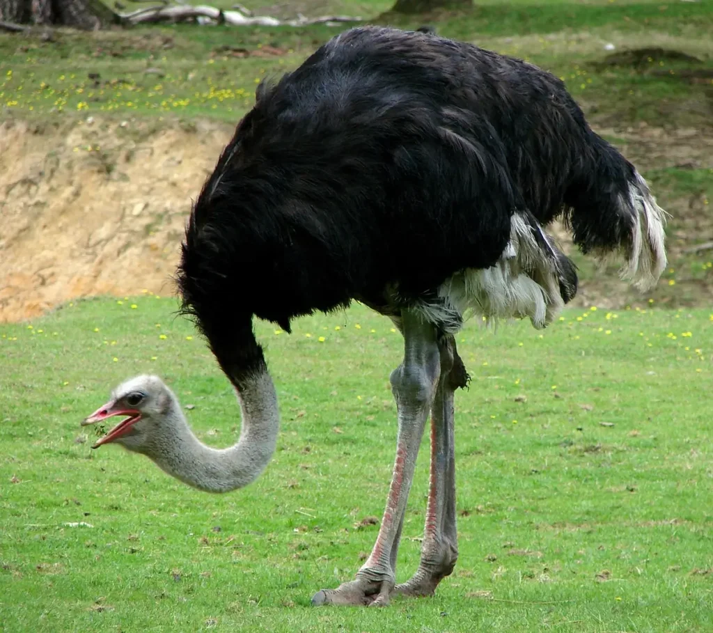 ostrich