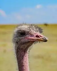 dirty ostrich