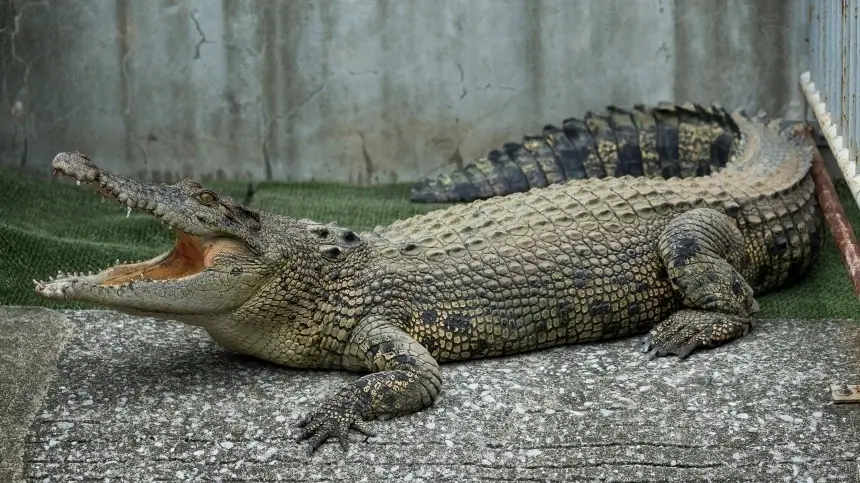 What are the crocodile puns?