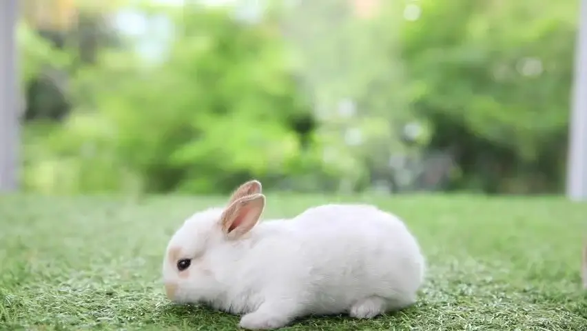 Hop into Humor — Where Every  Rabbit Gets a Laugh!