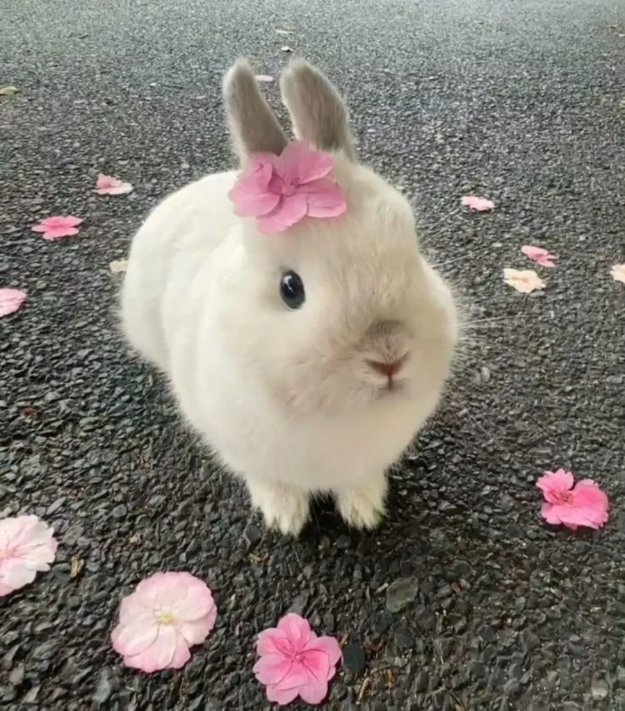 cute rabbit