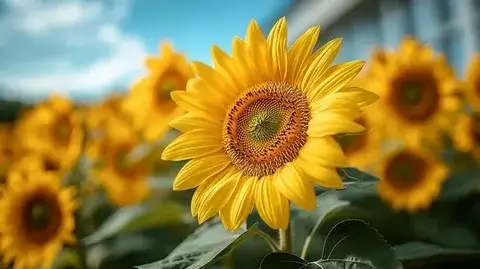 sunflower
