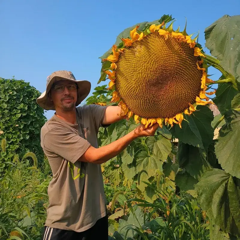 long sunflower