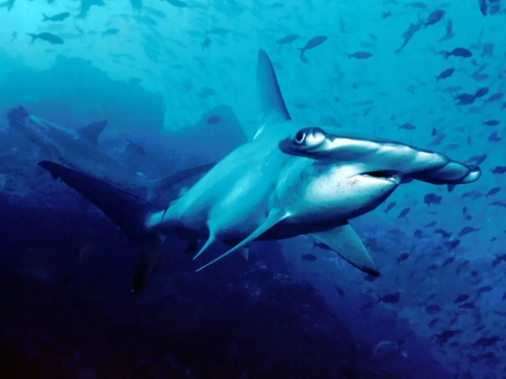 hammerfish shark