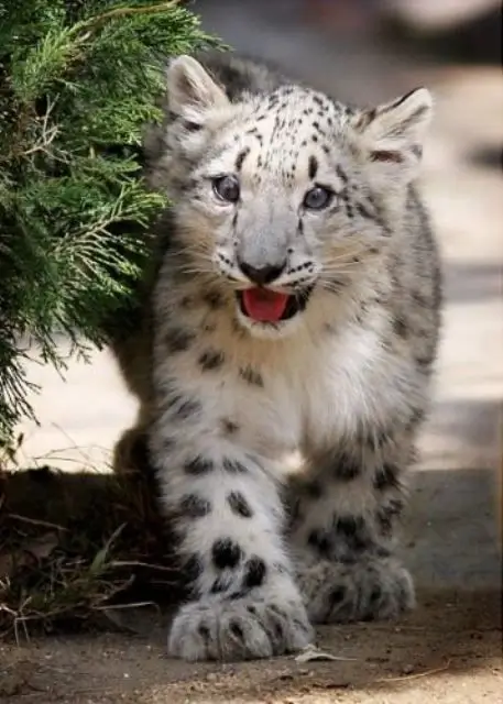 cute snow leopard