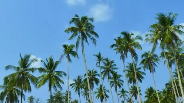 tropical palm trees