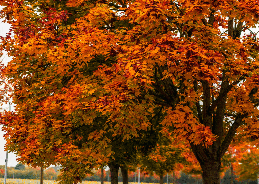 75 Maple Puns That Are Unstably Funny