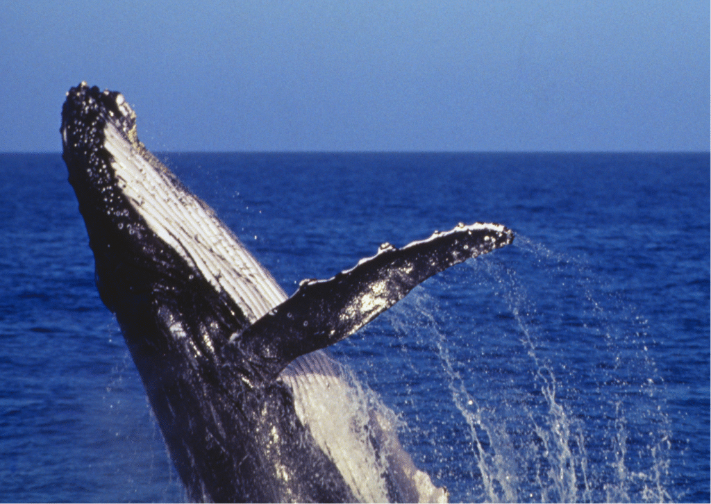 Whale Puns That’ll Brew Up Some Serious Laughs