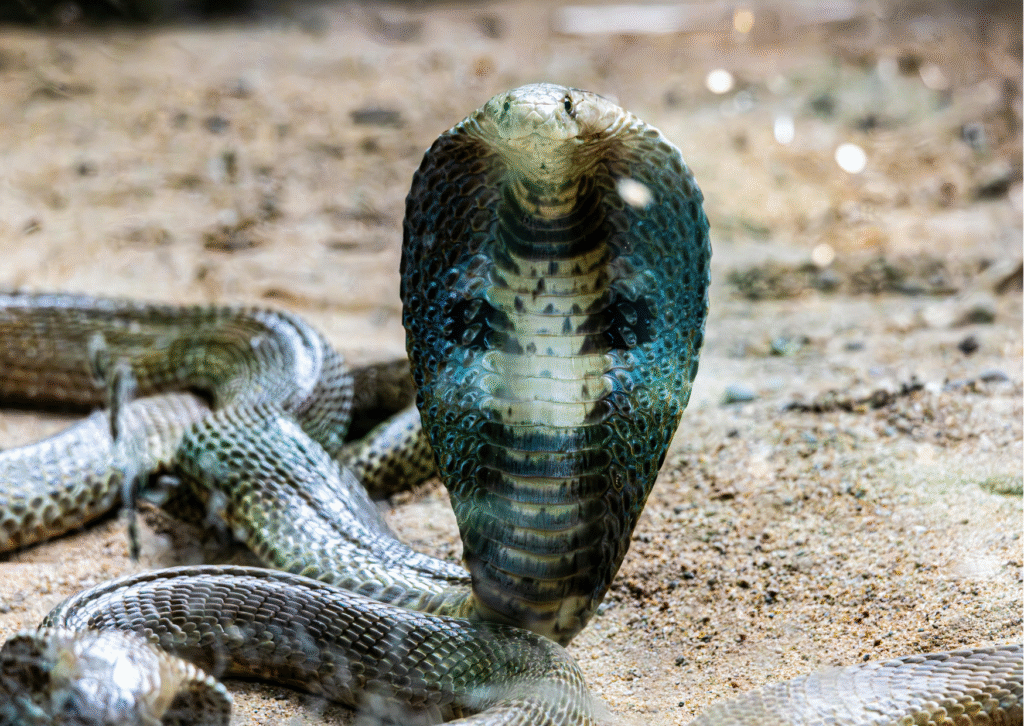 75 Cobra Puns That’ll Brew Up Some Serious Laughs