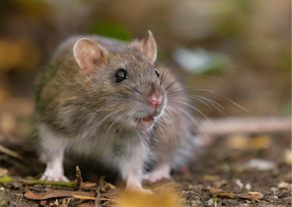 Rat Puns That’ll Brew Up Some Serious Laughs