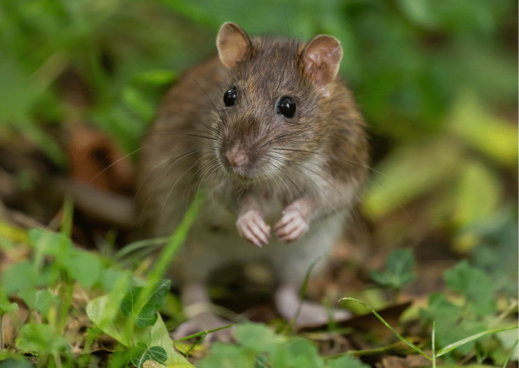 What are the Short rat puns?