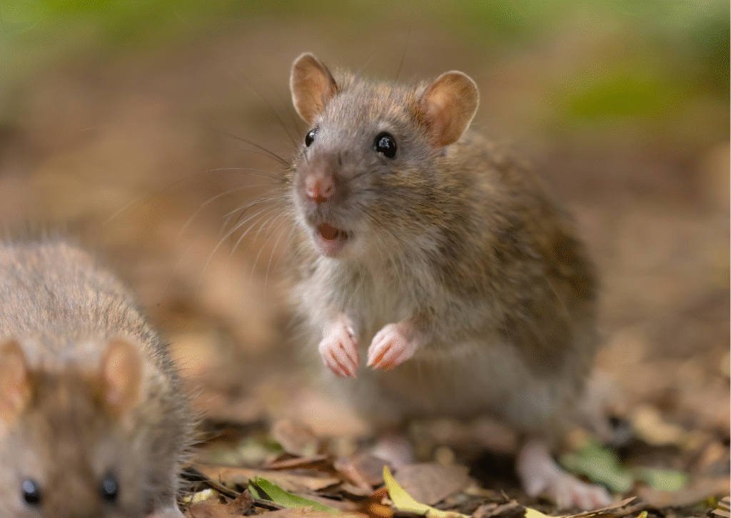 Long & one-liners rat puns