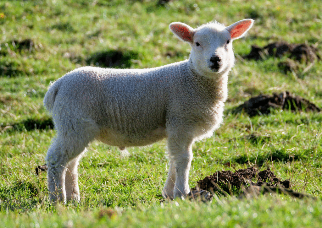 Lamb Puns That’ll Brew Up Some Serious Laughs