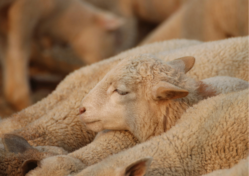 What are sheep puns?