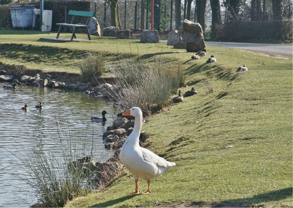 Goose Puns That’ll Brew Up Some Serious Laughs