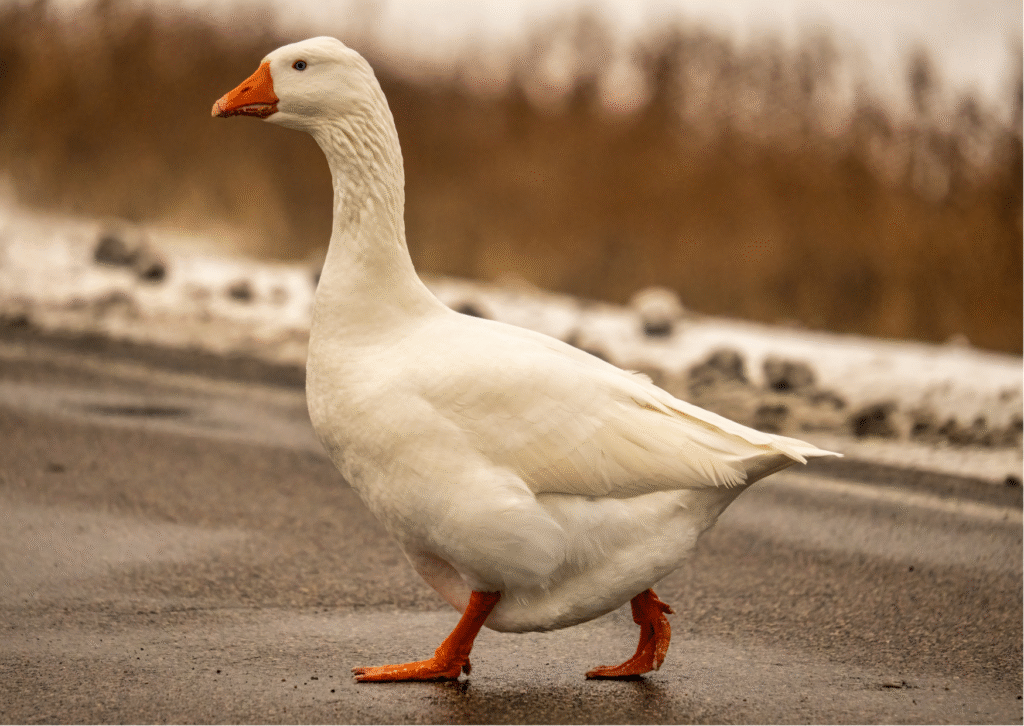 What are the Short goose puns?