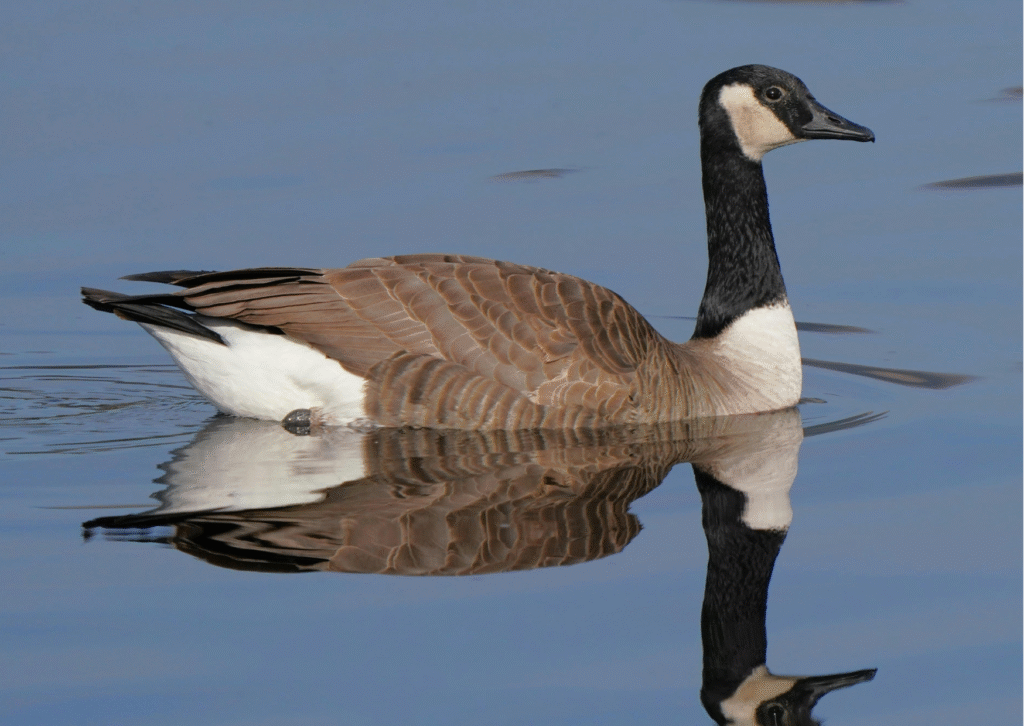 What are the long goose puns??