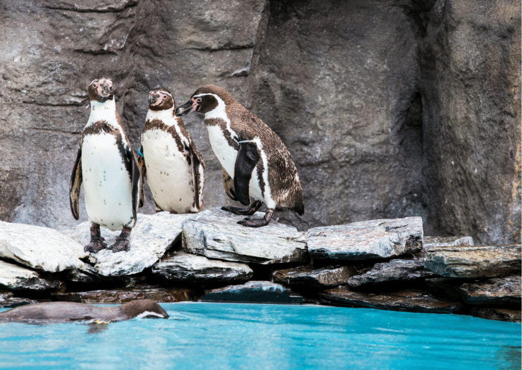 Penguin Puns That’ll Brew Up Some Serious Laughs