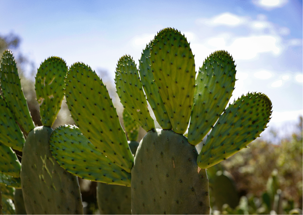 Cactus Puns That’ll Ground You in Laughter