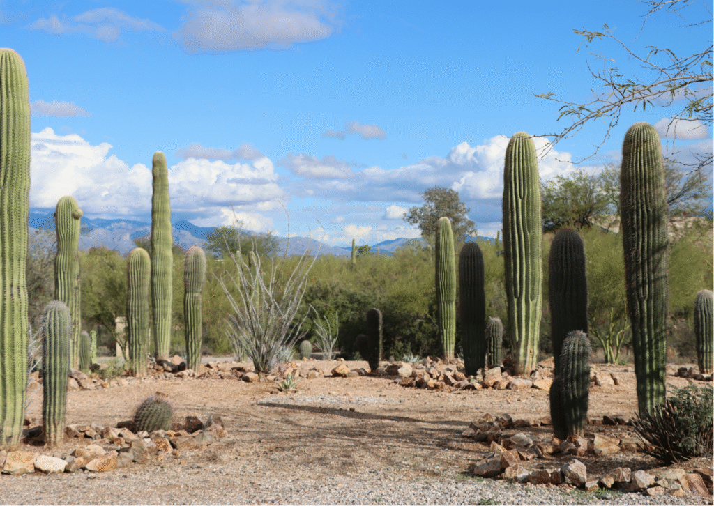 What are the Short cactus puns?