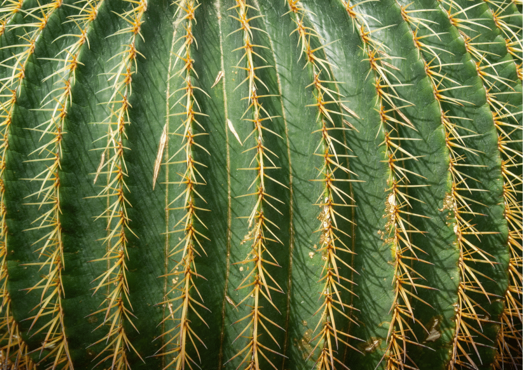 What are long cactus puns??