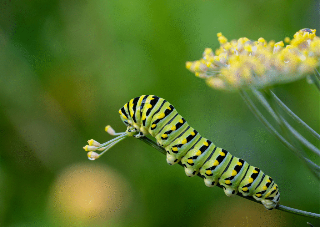  Caterpillar Puns That’ll Brew Up Some Serious Laughs