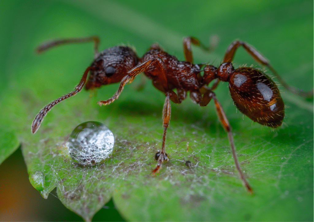 What are the Short ant puns?
