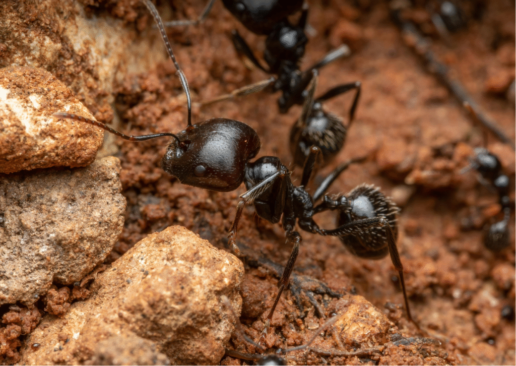 What are the ant puns?