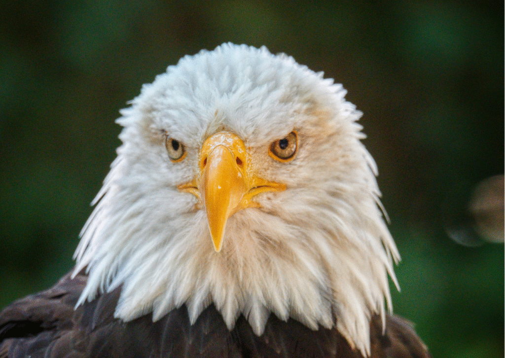 Eagle Puns That’ll Brew Up Some Serious Laughs